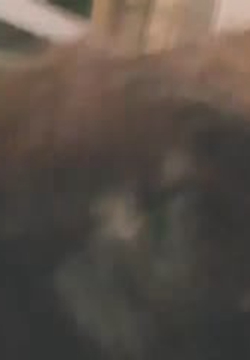 ¶͸ ǰձ˿